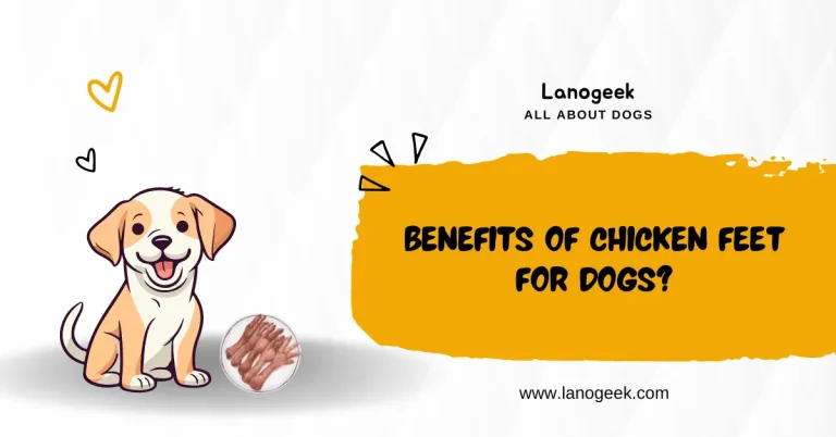 Benefits of Chicken Feet For Dogs 2024