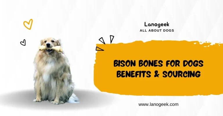 Bison Bones For Dogs – Benefits & Sourcing 2024