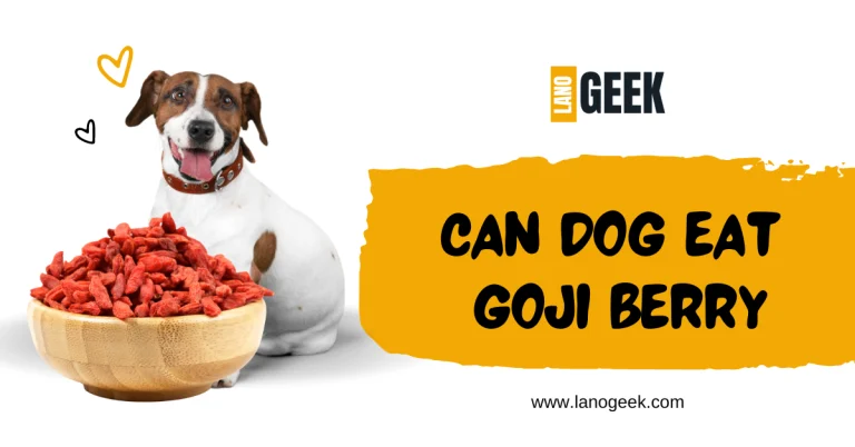 Can Dog Eat Goji Berry?