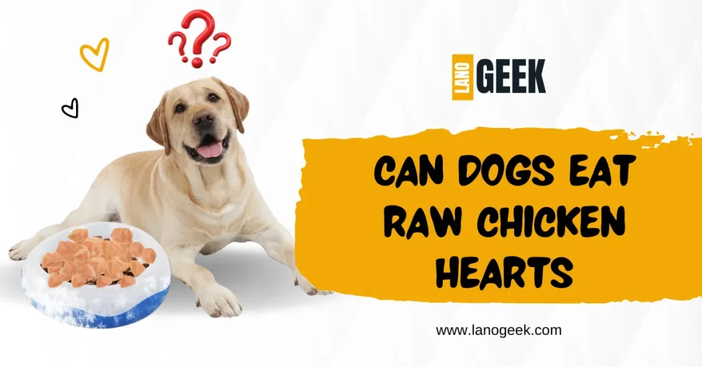 Can Dogs Eat Raw Chicken Hearts 2024