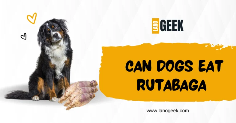 Can Dogs Eat Rutabaga? Is This Safe? (2024 Guide)