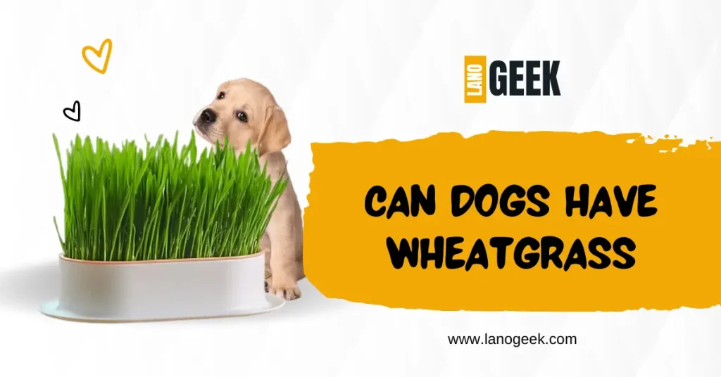 Can Dogs Have Wheatgrass 2024