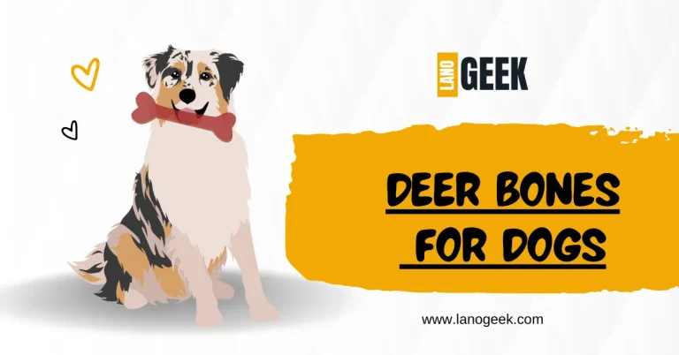 Deer Bones For Dogs – Good Or Bad? (2024 Guide)