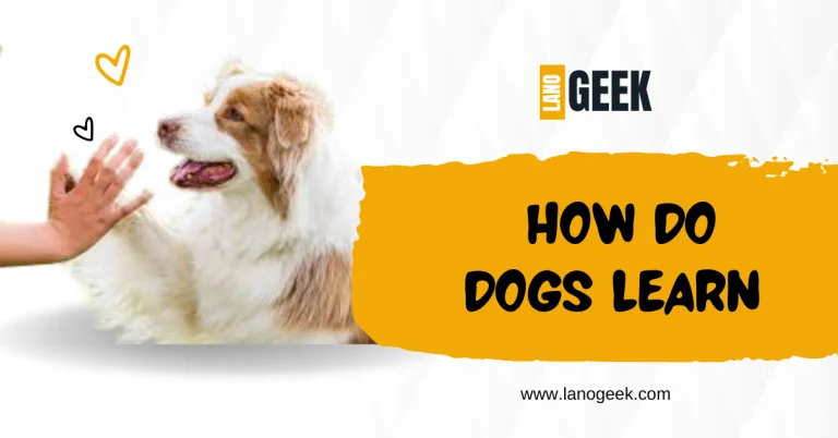 How Do Dogs Learn (Complete Guide 2024)