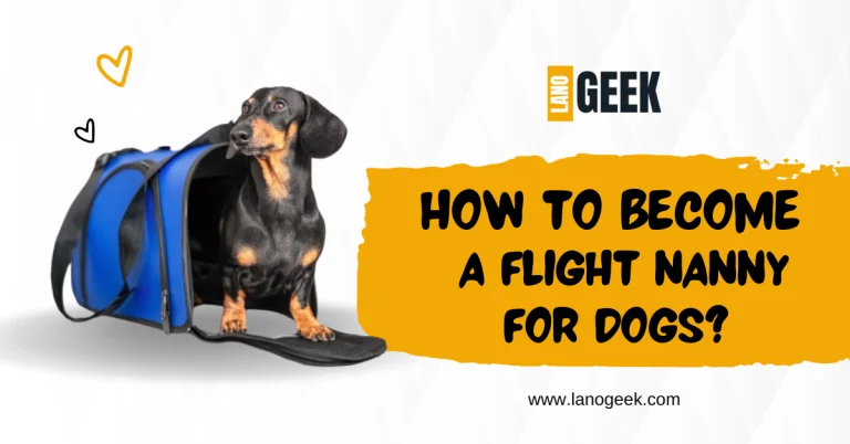 How To Become A flight Nanny For Dogs? (Complete Guide 2024)