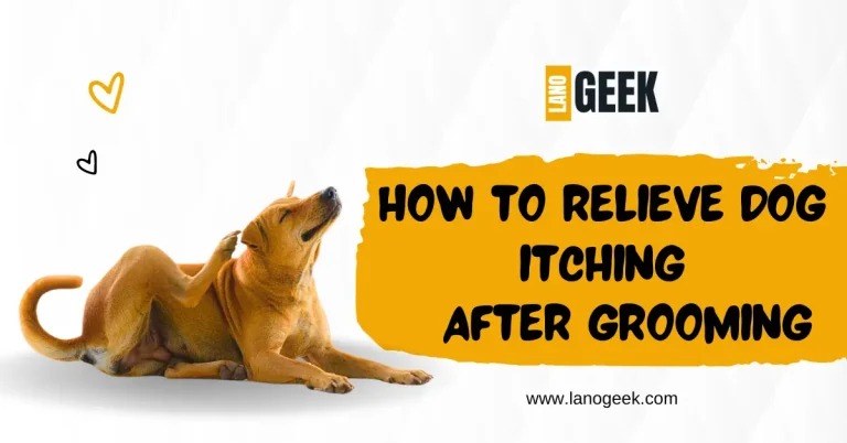 How To Relieve Dog Itching After Grooming