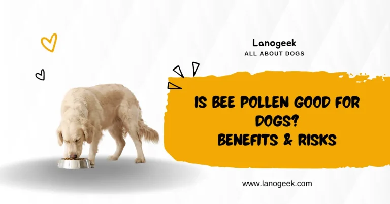 Is Bee Pollen Good For Dogs? Benefits & Risks (2024)