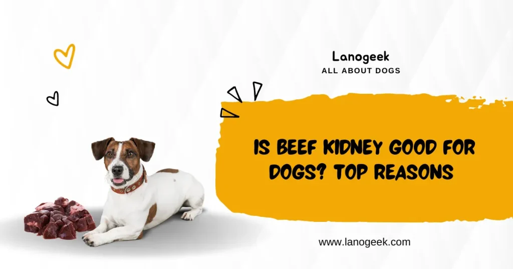 Is Beef Kidney Good For Dogs