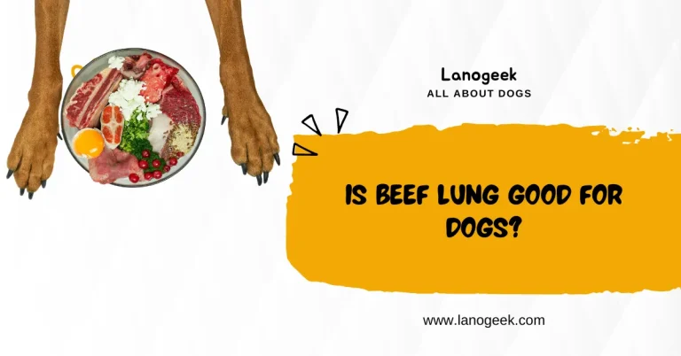 Is Beef Lung Good For Dogs? 7 Best Benefits (2024)