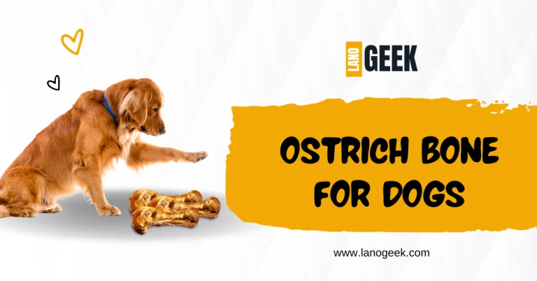 Ostrich Bone For Dogs Healthy Or Not?(2024)