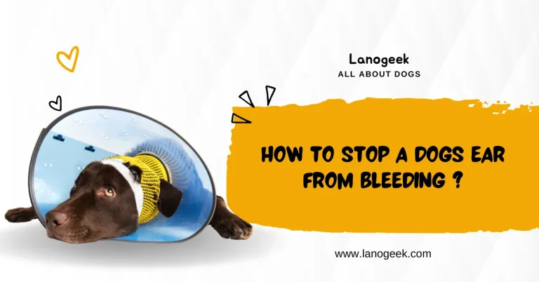 How to Stop a Dogs Ear from Bleeding (2024 Guide)