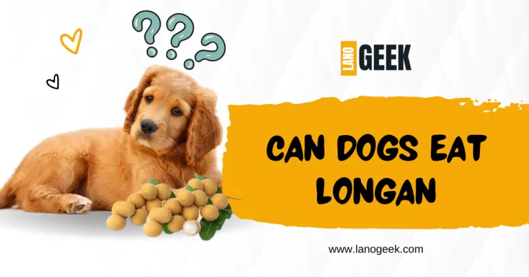 Can Dogs Eat Longan? Health and Beneficial (Complete Guide)