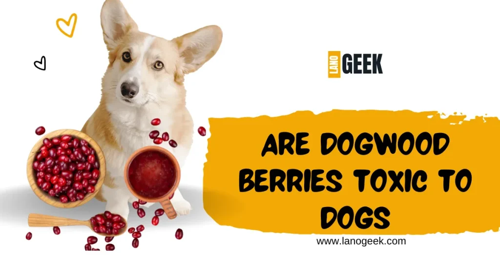 Are Dogwood Berries Toxic To Dogs 2024