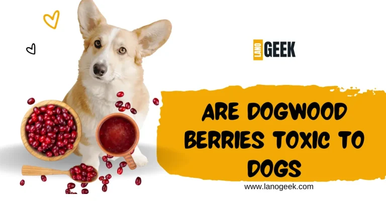 Are Dogwood Berries Toxic To Dogs? Guide 2024