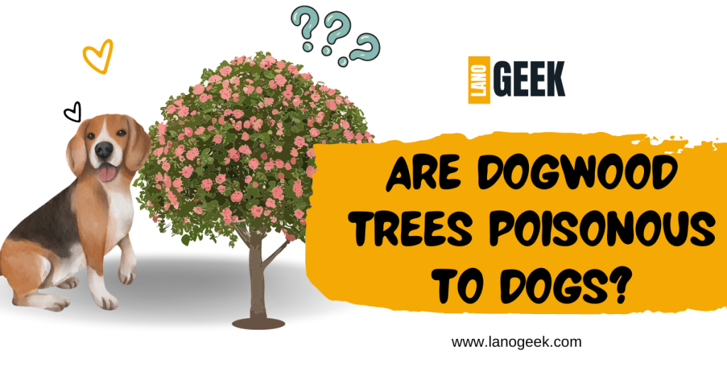 Are Dogwood Trees Poisonous To Dogs 2024