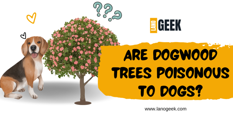 Are Dogwood Trees Poisonous To Dogs? (Guide 2024)