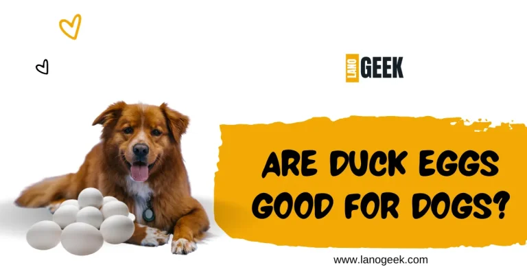 Are Duck Eggs Good For Dogs? Guide 2024