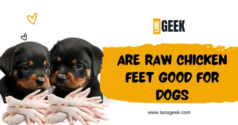 Are Raw Chicken Feet Good For Dogs?