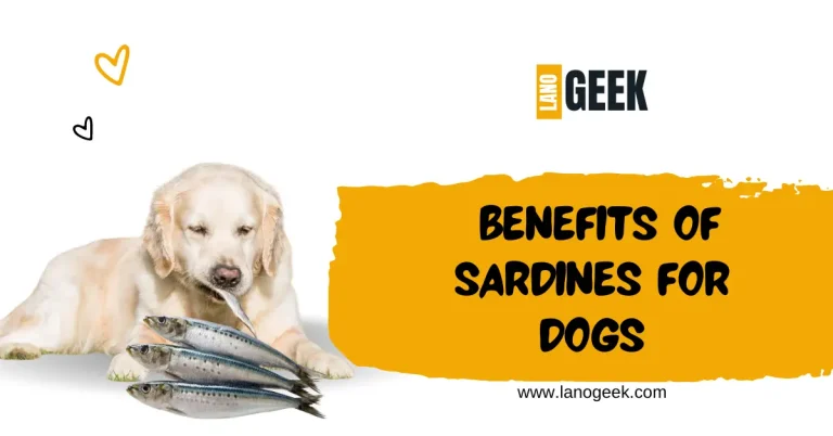 Benefits Of Sardines For Dogs (Advantages  2024)