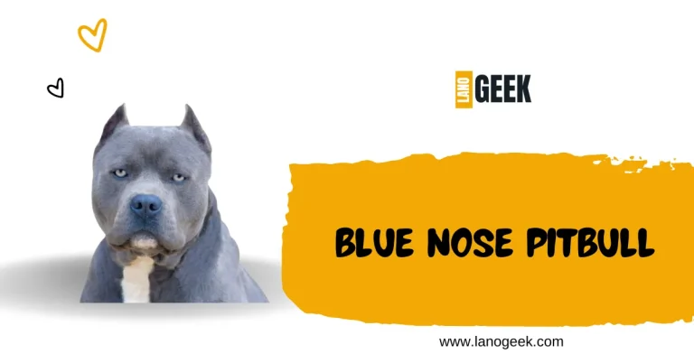 Blue Nose Pitbull Complete Guide 2024