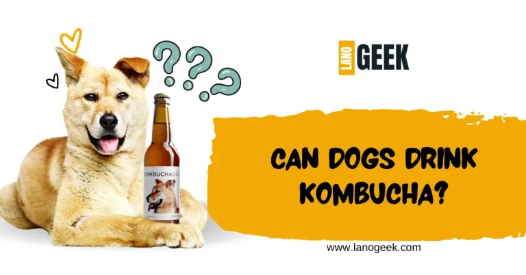 Can Dogs Drink Kombucha? ( Harmful Or Not Guide 2024)