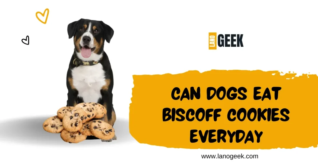 Can Dogs Eat Biscoff Cookies Everyday 2024
