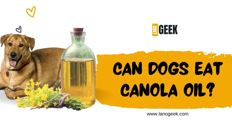 Can Dogs Eat Canola Oil? save Or Not Save Guide 2024