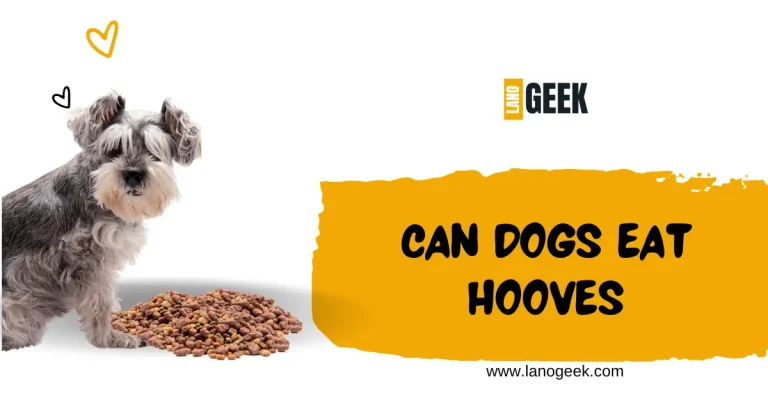 Can Dogs Eat Hooves? Lets know Beefily 2024