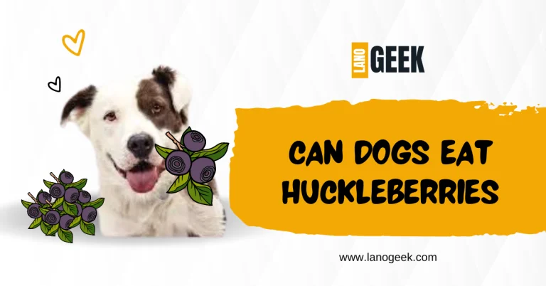 Can Dogs Eat Huckleberries? (Delicious And Healthy) Guide 2024