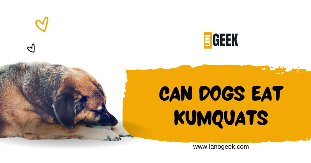 Can Dogs Eat Kumquats 2024