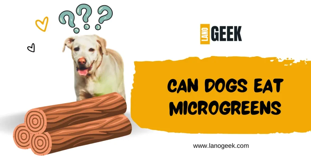 Can Dogs Eat Microgreens 2024