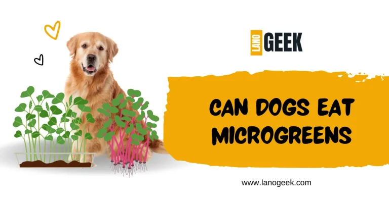 Can Dogs Eat Microgreens? Something Your Dog Will Enjoy (2024)