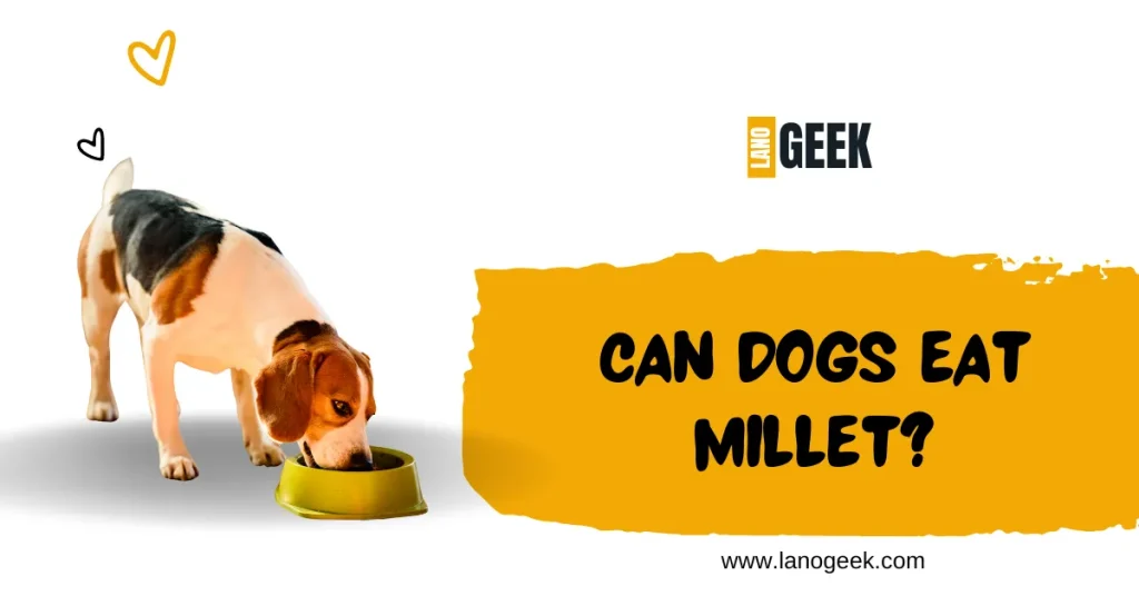 Can Dogs Eat Millet 2024