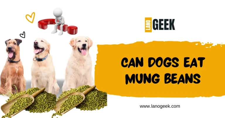 Can Dogs Eat Mung Beans? Surprising was your response! 2024