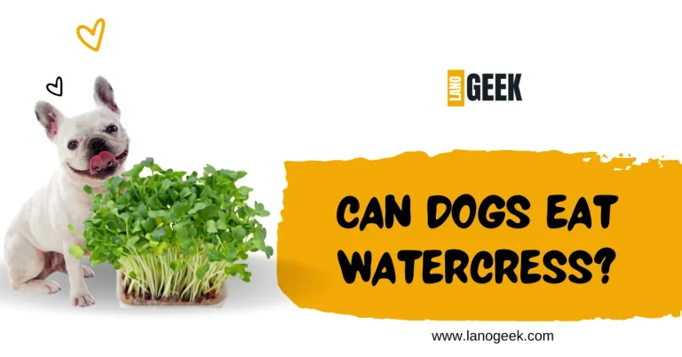 Can Dogs Eat Watercress? Healthy Benefits 2024