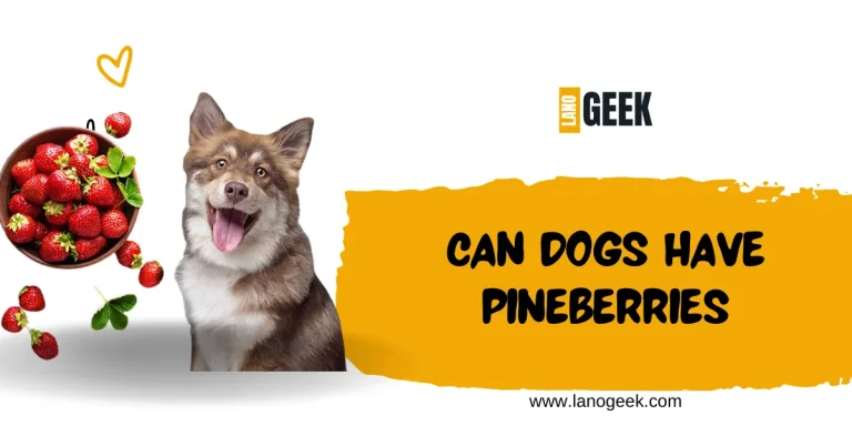 Can Dogs Have Pineberries? Key Advice 2024
