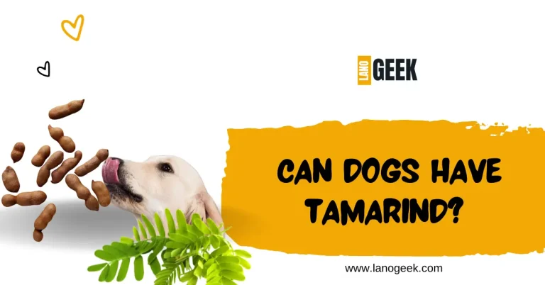 Can Dogs Have Tamarind? Lets Know About It 2024