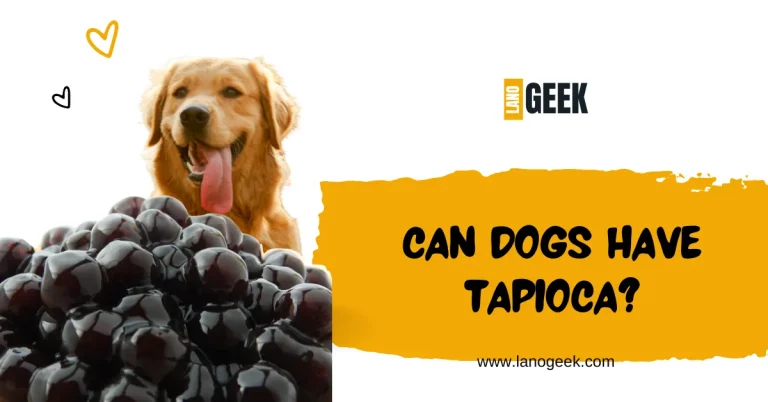 Can Dogs Have Tapioca? Lets Know About It 2024