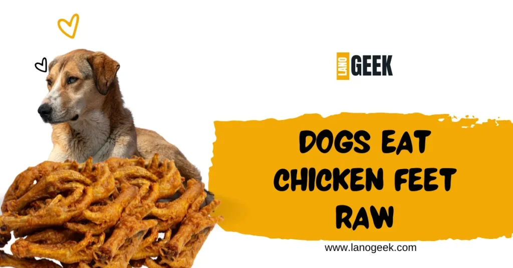 Dogs Eat Chicken Feet Raw 2024