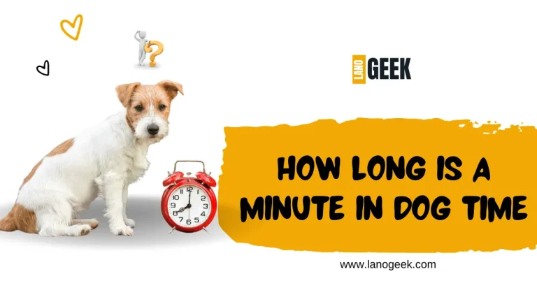 How Long Is A Minute In Dog Time? Lets Know About It?2024