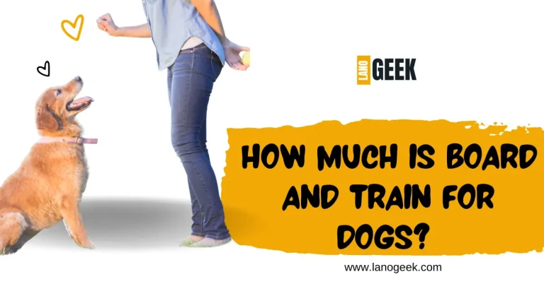 How Much Is Board And Train For Dogs? Guide And Services 2024