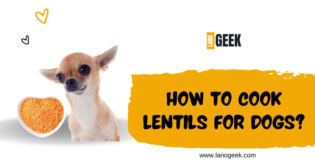 How To Cook Lentils For Dogs 2024