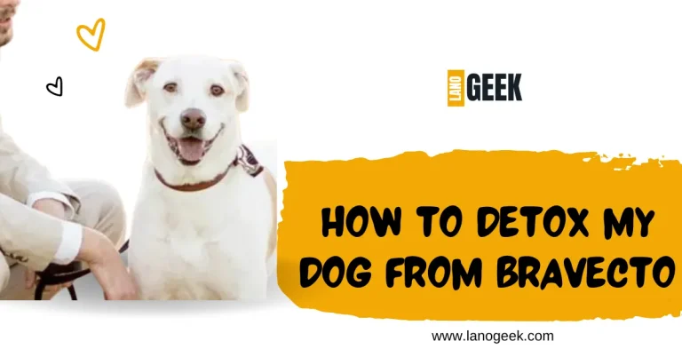How To Detox My Dog From Bravecto? Lets Know Further 2024