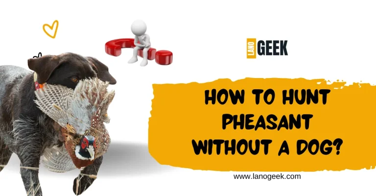 How To Hunt Pheasant Without A Dog? Complete Guide(2024)
