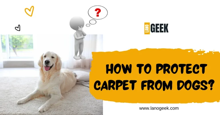 How To Protect Carpet From Dogs? Complete Guide 2024