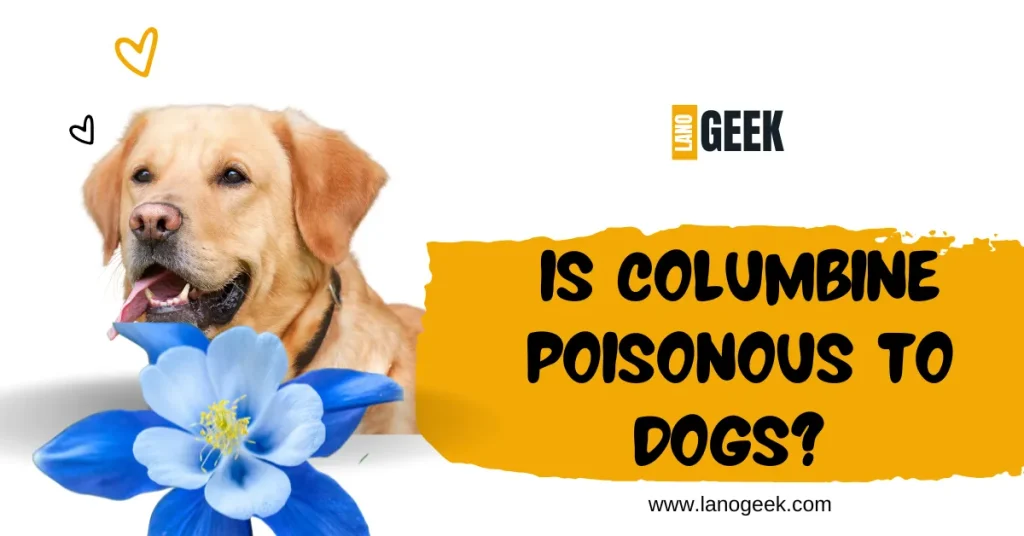 Columbine Poisonous To Dogs 2024