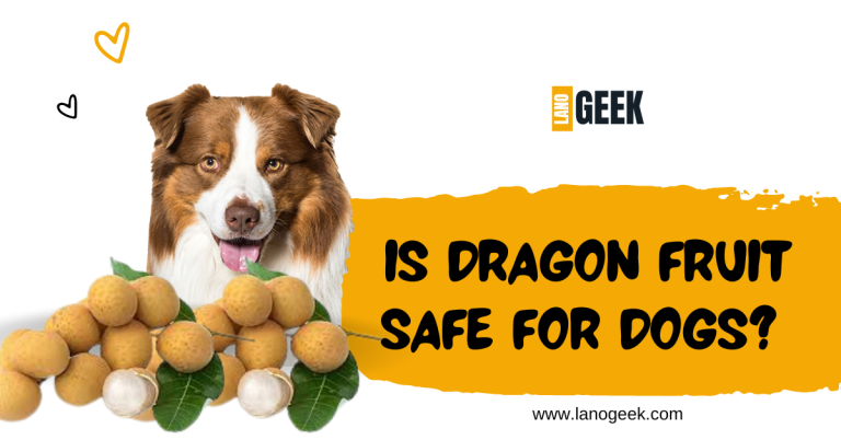 Is Dragon Fruit Safe For Dogs? Healthy For Dods? Guide 2024