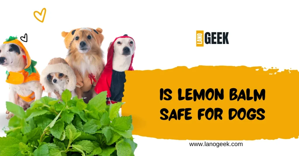 Is Lemon Balm Safe For Dogs 2024