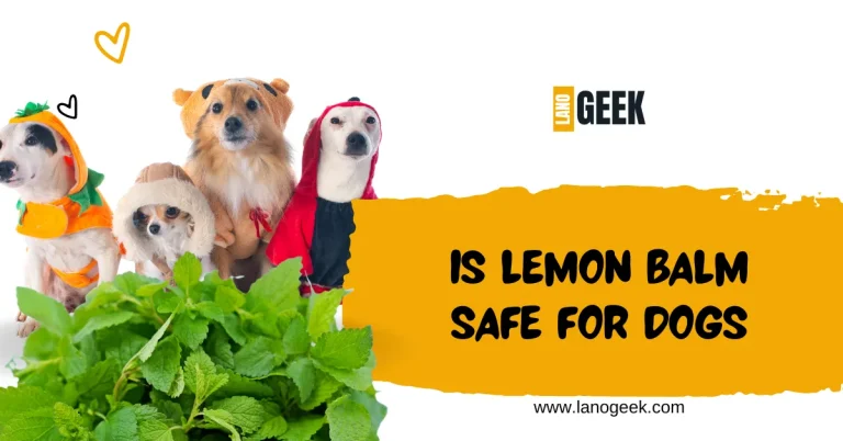 Is Lemon Balm Safe For Dogs? Lets Know About It 2024