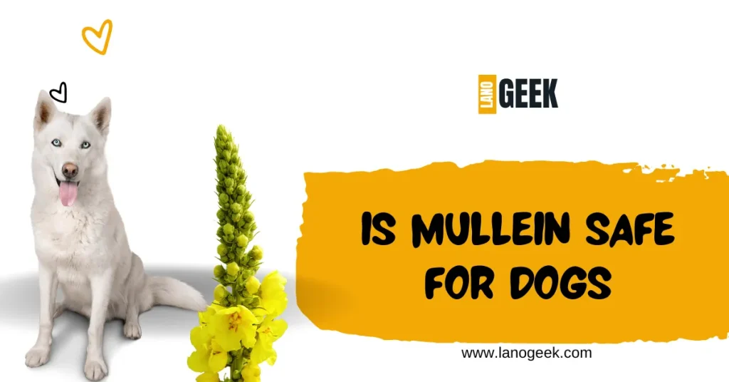 Is Mullein Safe For Dogs 2024